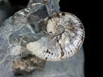 Discoscaphites & Sphenodiscus Ammonites #6121-5